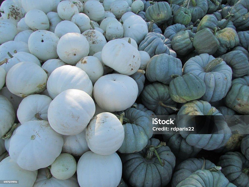 blue squash